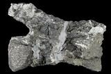 Bargain, Diplodocus Caudal Vertebra - Colorado #117957-2